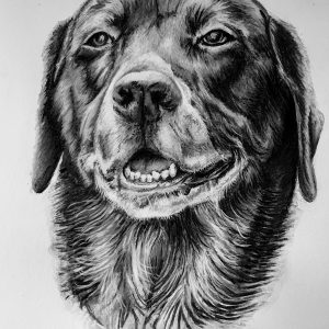 Graphite pet portrait